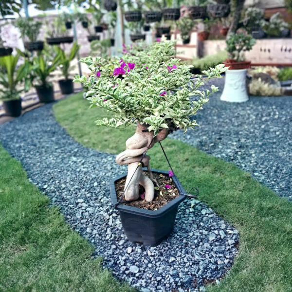 Hoa Giấy Cẩm Thạch