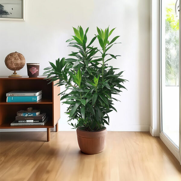 Trúc Bách Hợp