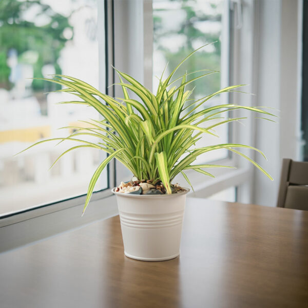 Dứa Vạn Phát