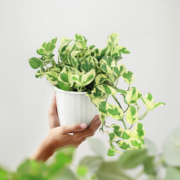 Trầu Bà Cẩm Thạch