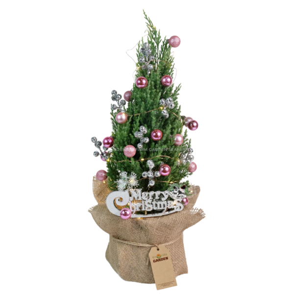 Cây Tùng Thơm Nhỏ - Hình ảnh 3