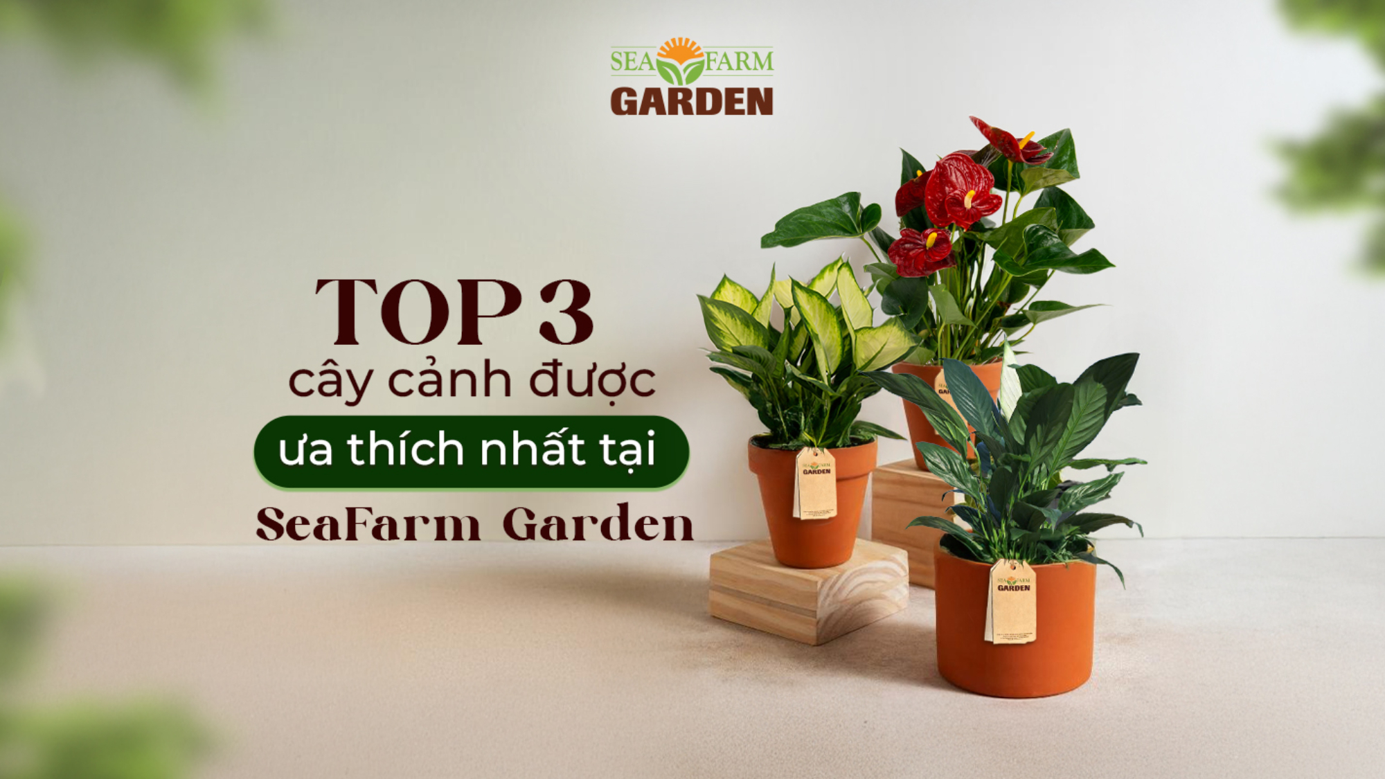 Top 3 cây cảnh được ưa thích nhất tại SFG (1)