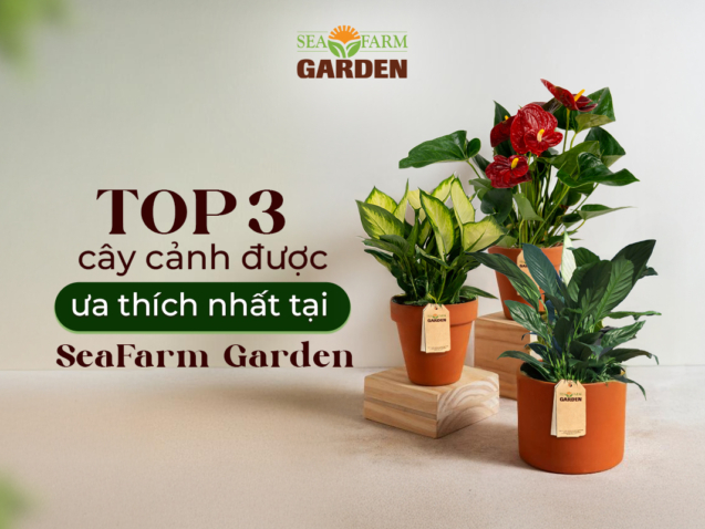 Top 3 cây cảnh được ưa thích nhất tại SFG (1)