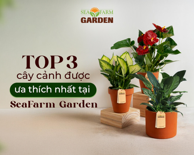 Top 3 cây cảnh được ưa thích nhất tại SFG (1)