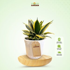 Cây Lưỡi Hổ