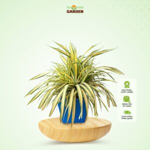 Dứa Vạn Phát