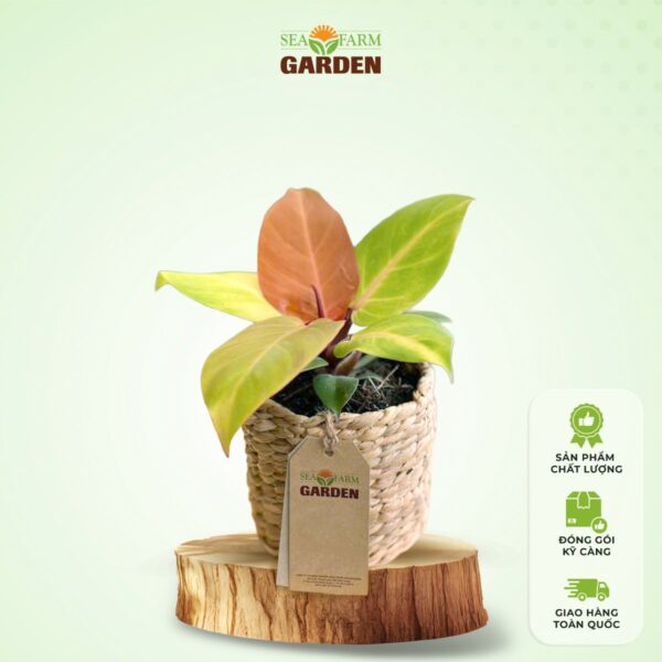 Cây Trầu Bà Đế Vương - Cam (Nhỏ)