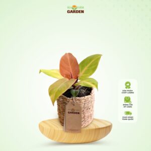 Trầu Bà Đế Vương Cam