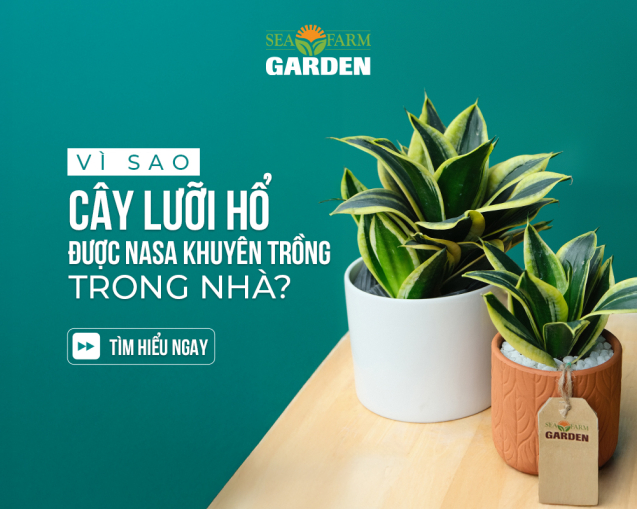 blog cover - Lưỡi Hổ