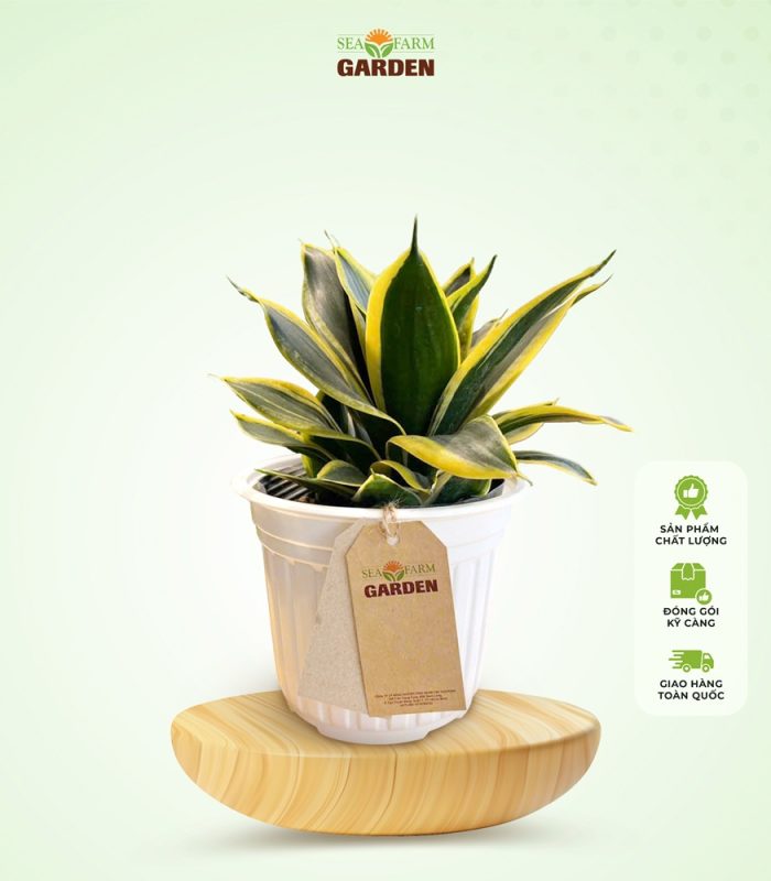 Cây Lưỡi Hổ