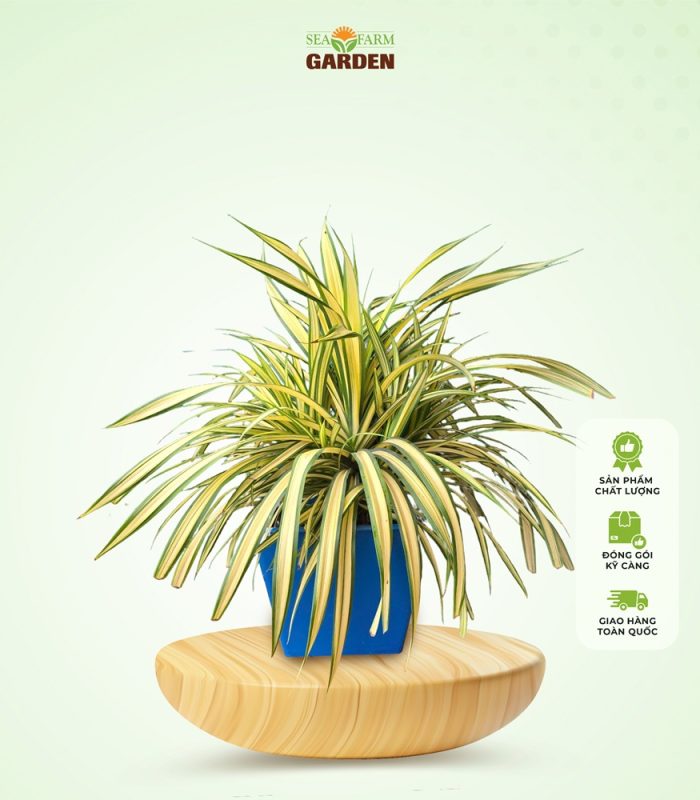 Dứa Vạn Phát