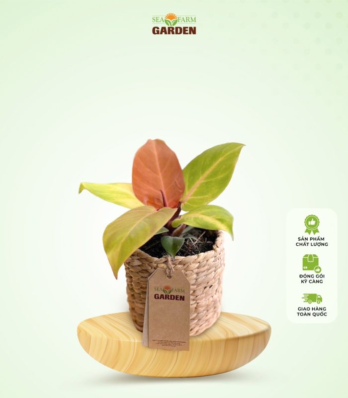 Trầu Bà Đế Vương Cam